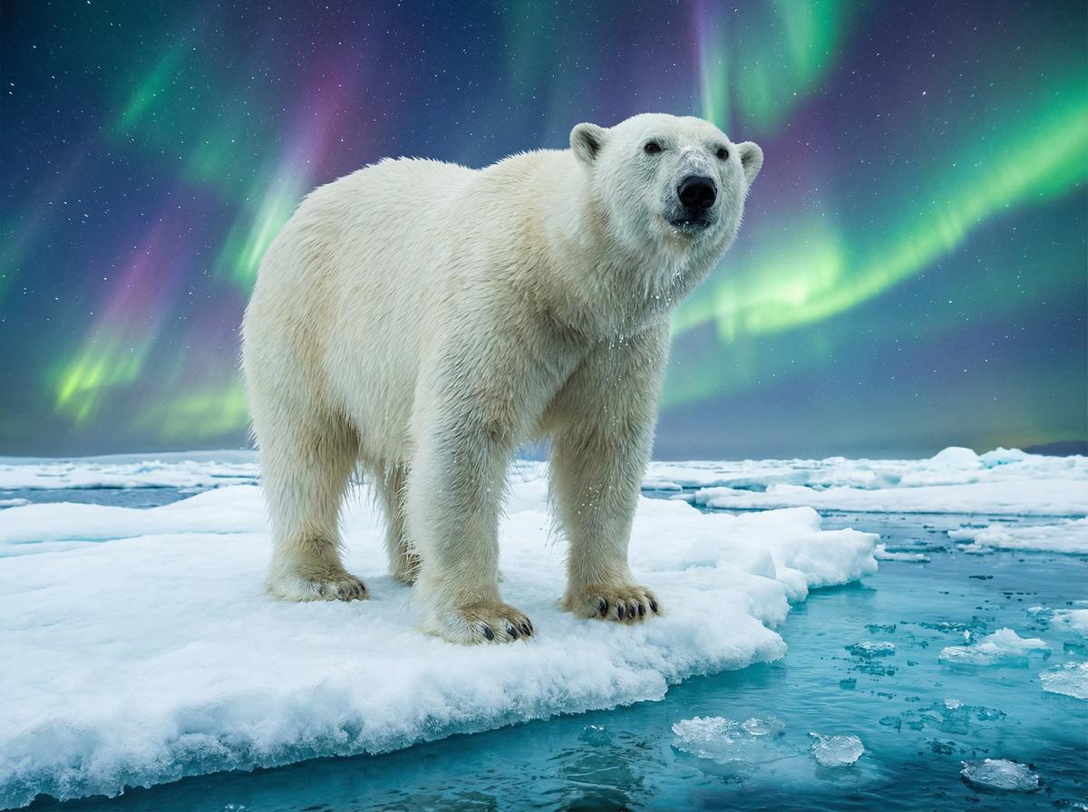 高清视频北极熊视频